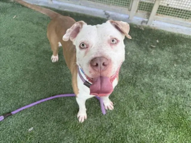 Jelly Bean - Pit Bull Terrier