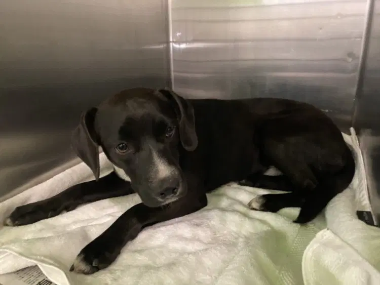 Thomas - Labrador Retriever