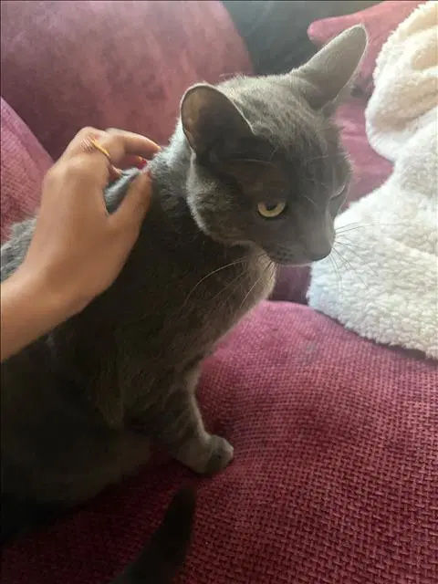 Grady - Domestic Short Hair