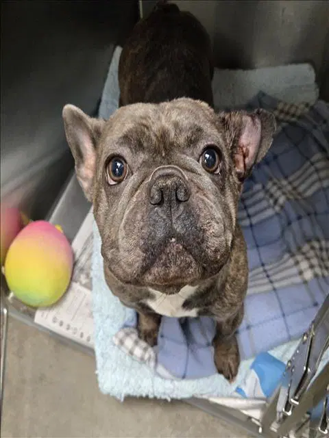 Cypress - French Bulldog