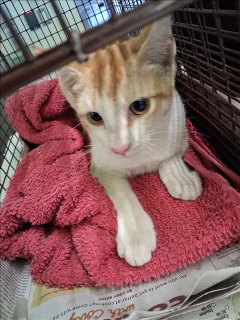 Juice - Domestic Short Hair