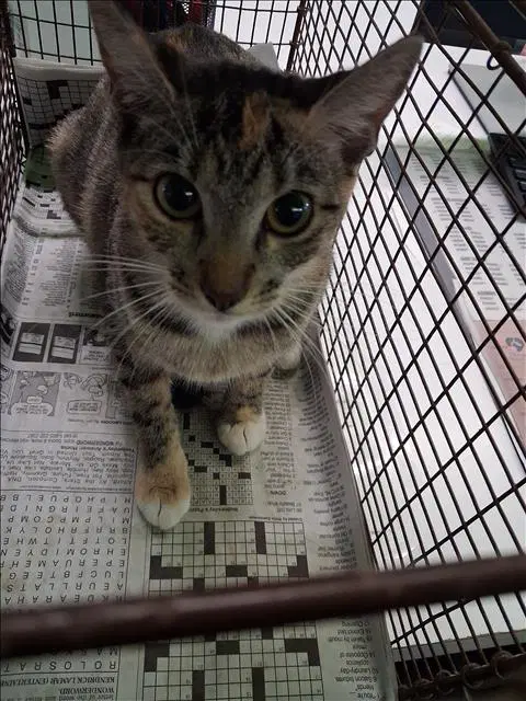 Tiger - Domestic Short Hair