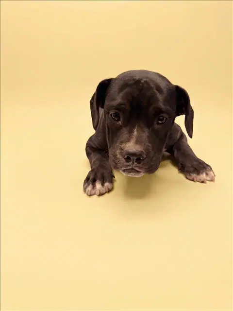Butters - Pit Bull Terrier