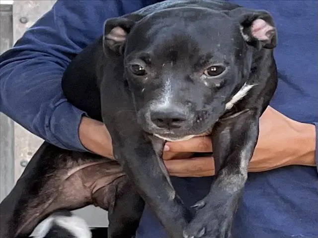 Cinnamon - Pit Bull Terrier