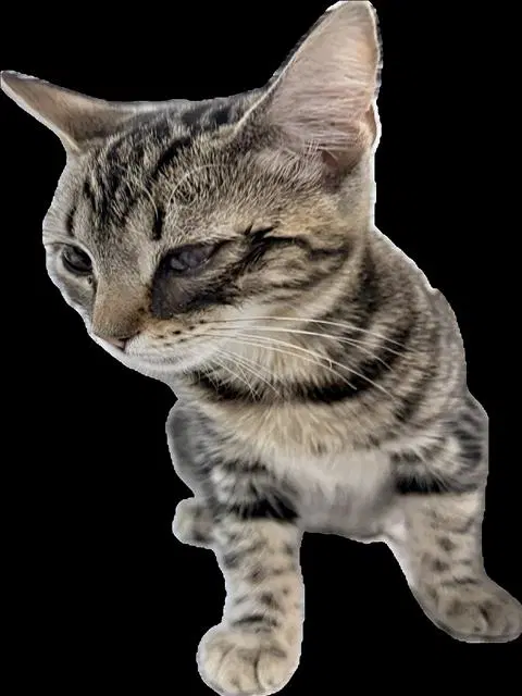 Tigreta - Domestic Short Hair
