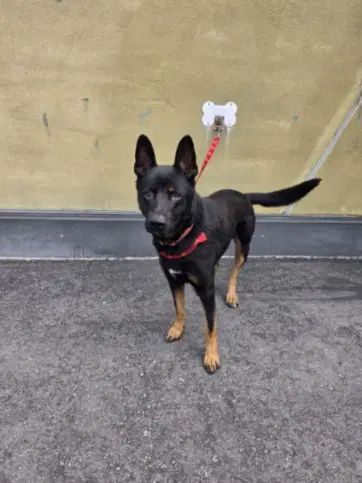 Miko - German Shepherd Dog