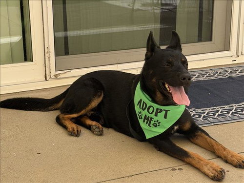MIKO, a dog for adoption from South Los Angeles Animal Care and Control Center