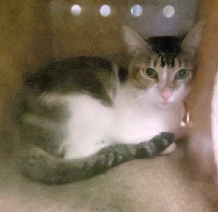 Fern - Domestic Short Hair