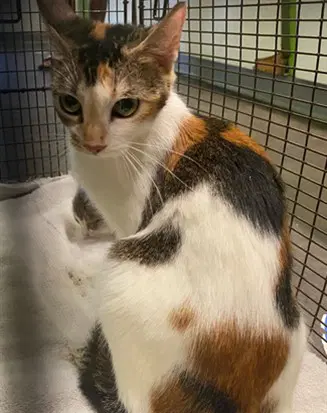 Maya - Domestic Short Hair