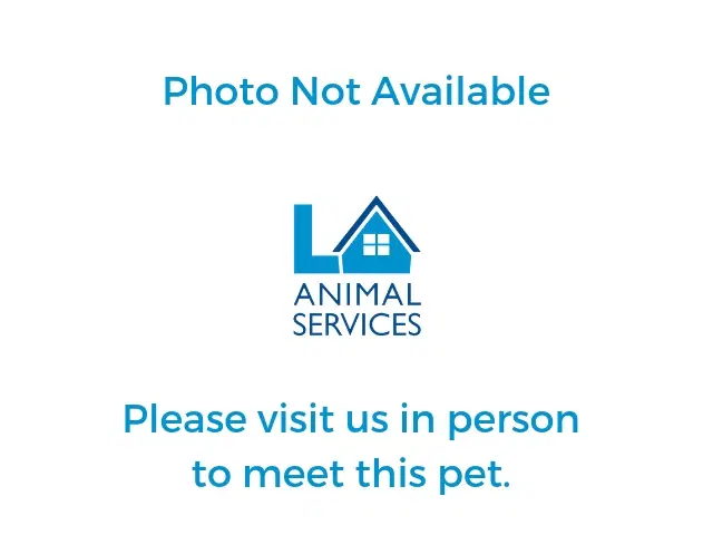 Ashley - Domestic Short Hair