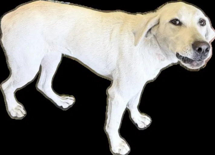 Fashen - Labrador Retriever