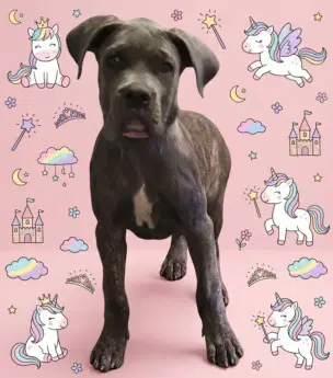 Unicorn Princess Sweetie image 1