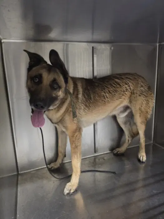 Ranger - German Shepherd Dog