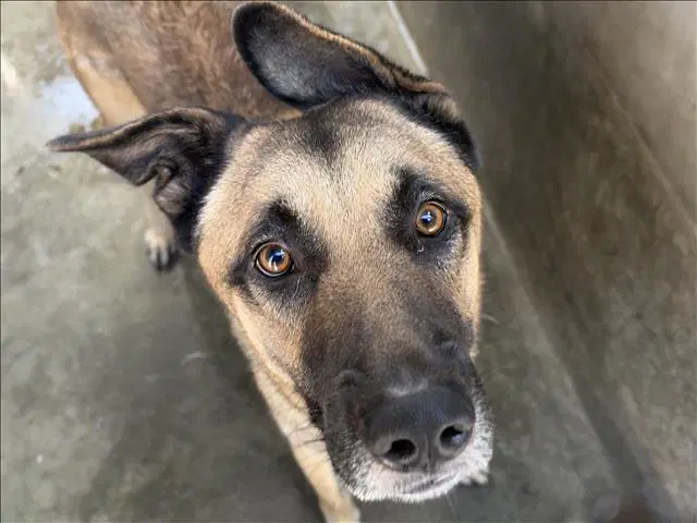 Ranger - German Shepherd Dog