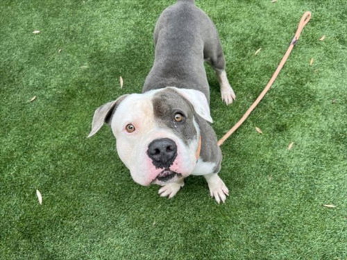 Mr Stumpy, Staffordshire Bull Terrier / Mixed (medium coat)
