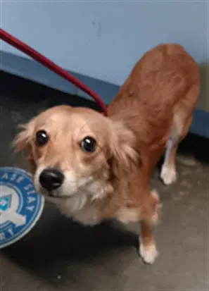 Darling - French Brittany
