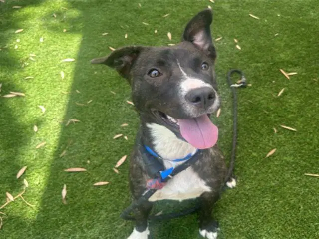 Unknown - Pit Bull Terrier