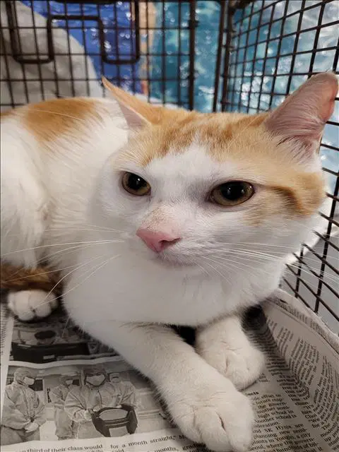 Copp - Domestic Short Hair