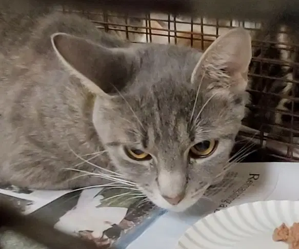Graddy - Domestic Short Hair