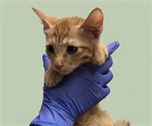 Unknown - Domestic Short Hair