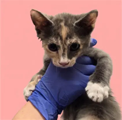 Unknown - Domestic Short Hair