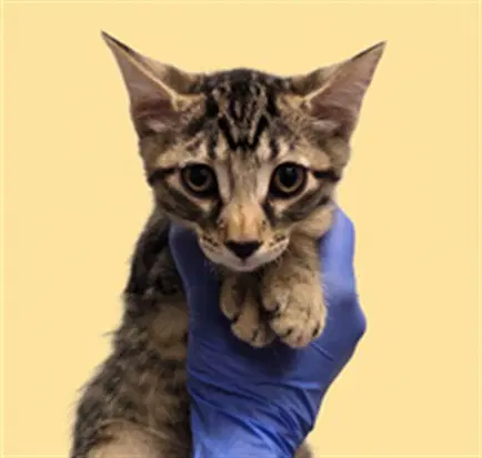 Unknown - Domestic Short Hair