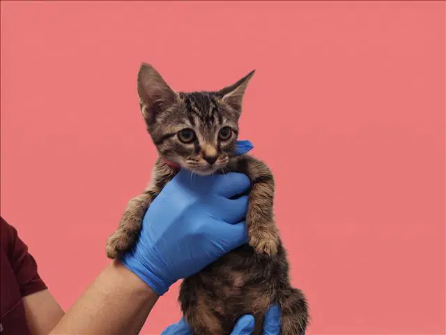 Amelia - Domestic Short Hair
