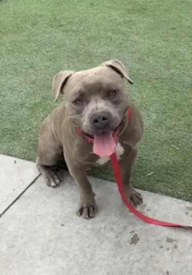 Tank - American Pit Bull Terrier