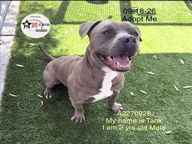 Tank - American Pit Bull Terrier