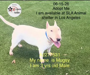 Mugsy - Bull Terrier