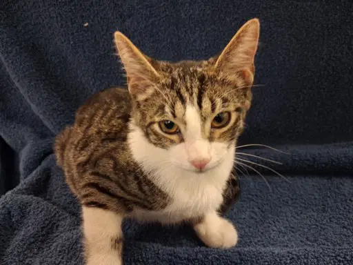 Sutton - Domestic Short Hair