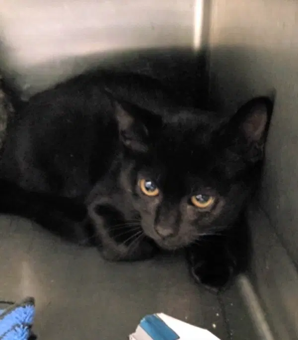 Unknown - Domestic Short Hair