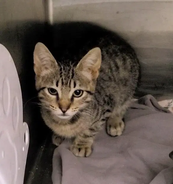 Unknown - Domestic Short Hair