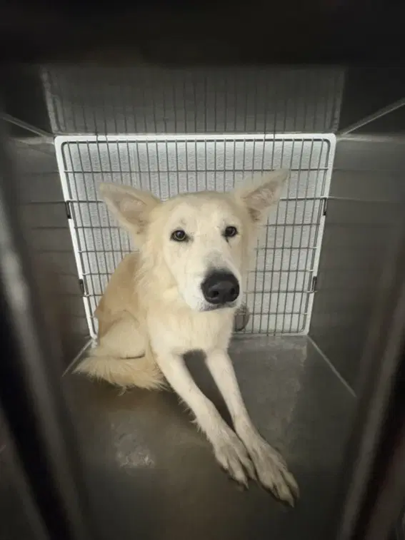 Boris - Husky