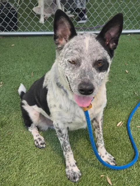 Oreo - Australian Cattle Dog/Blue Heeler