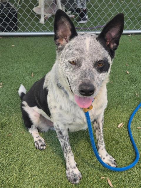 Oreo