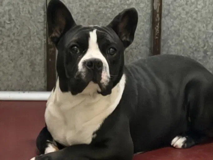 Cubin - Boston Terrier
