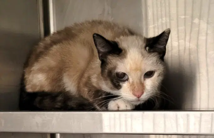 Dafney - Siamese