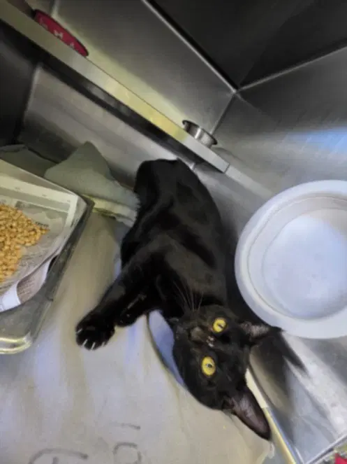 Mario - Domestic Short Hair