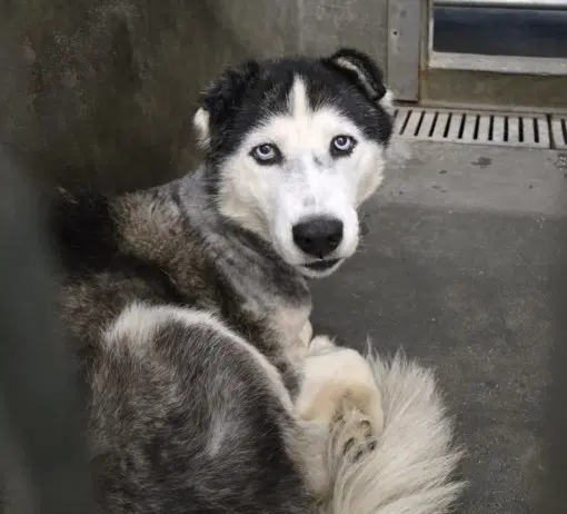 Natasha - Husky