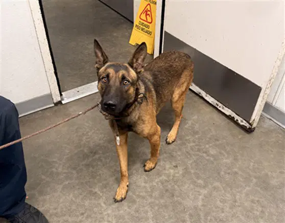 Hawk - German Shepherd Dog
