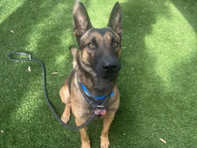 Hawk - German Shepherd Dog