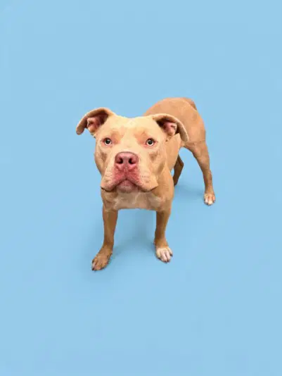 Owen - Pit Bull Terrier