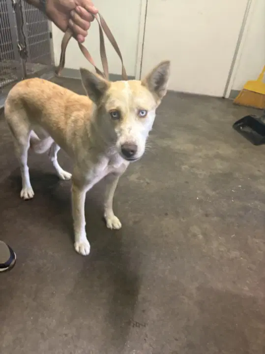 Vanessa - Husky