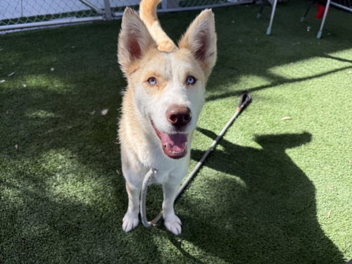 Vanessa, Husky / Mixed (medium coat)