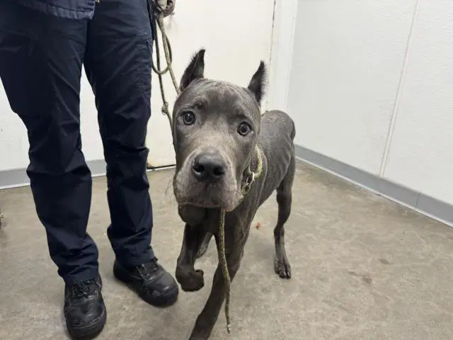 Malfoy - Pit Bull Terrier