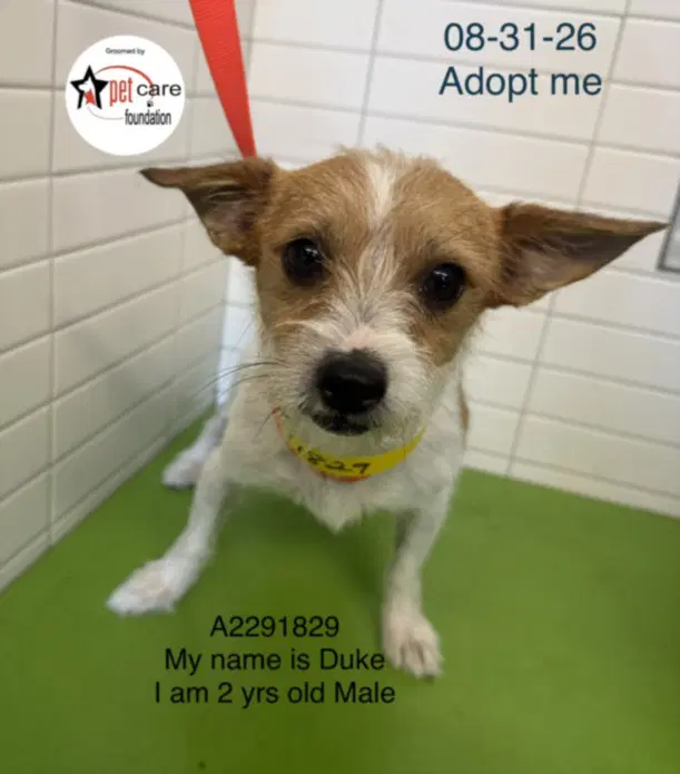 Duke - Chihuahua