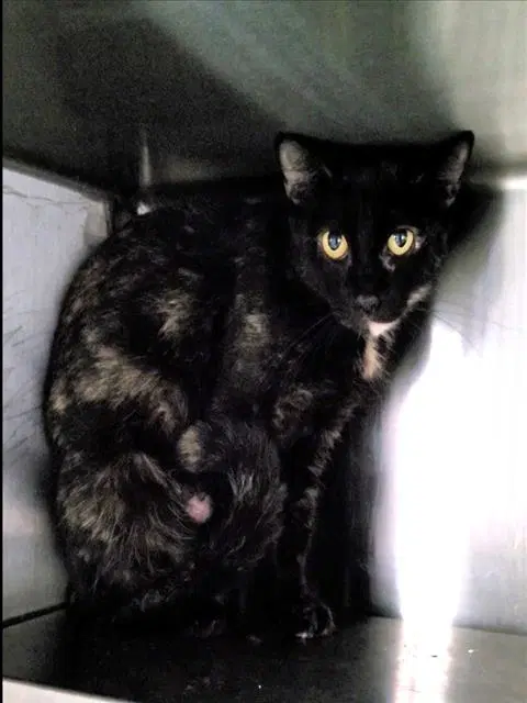 Mimi image 1