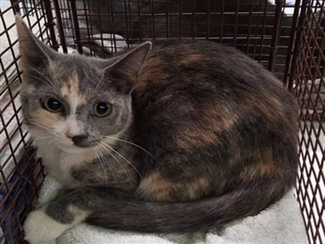 Ed - Domestic Short Hair