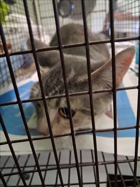 Dede - Domestic Short Hair